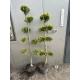 BONSAI Cyprysik Lawsona Ivonne wiele kul - sadzonki 150 / 180 cm